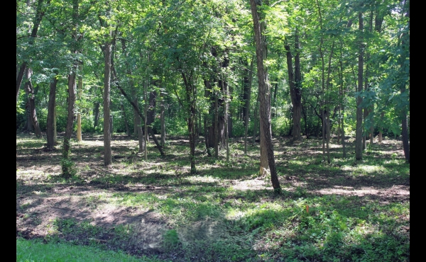 2 Wooded Lost Lake Lots!